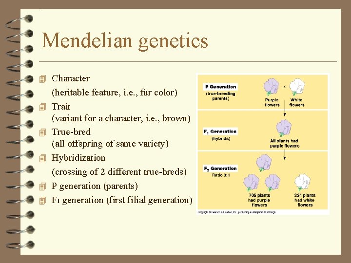 Mendelian genetics 4 Character 4 4 4 (heritable feature, i. e. , fur color) Mendelian genetics 4 Character 4 4 4 (heritable feature, i. e. , fur color)