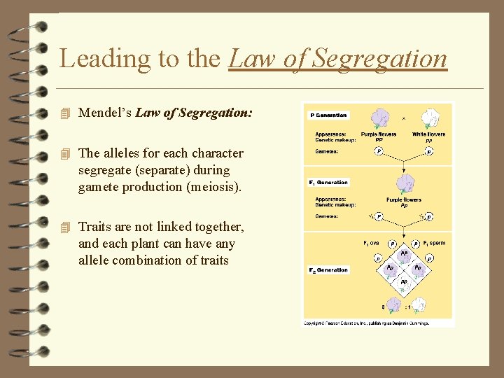 Leading to the Law of Segregation 4 Mendel’s Law of Segregation: 4 The alleles Leading to the Law of Segregation 4 Mendel’s Law of Segregation: 4 The alleles