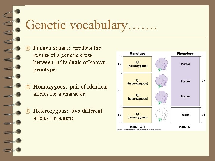 Genetic vocabulary……. 4 Punnett square: predicts the results of a genetic cross between individuals Genetic vocabulary……. 4 Punnett square: predicts the results of a genetic cross between individuals