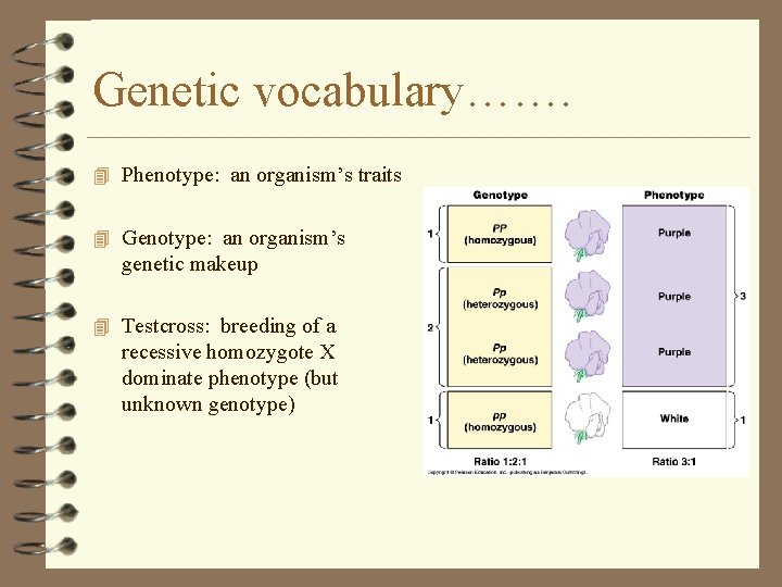 Genetic vocabulary……. 4 Phenotype: an organism’s traits 4 Genotype: an organism’s genetic makeup 4 Genetic vocabulary……. 4 Phenotype: an organism’s traits 4 Genotype: an organism’s genetic makeup 4