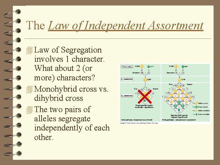 The Law of Independent Assortment 4 Law of Segregation involves 1 character. What about The Law of Independent Assortment 4 Law of Segregation involves 1 character. What about