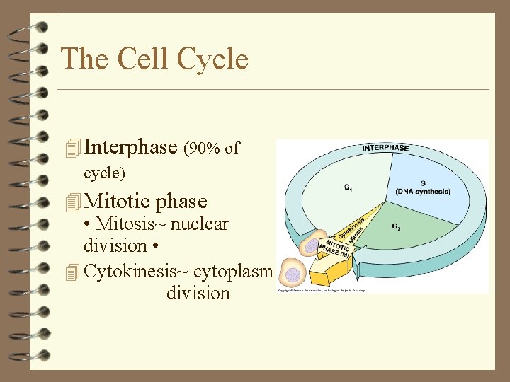 The Cell Cycle 4 Interphase (90% of cycle) 4 Mitotic phase • Mitosis~ nuclear The Cell Cycle 4 Interphase (90% of cycle) 4 Mitotic phase • Mitosis~ nuclear