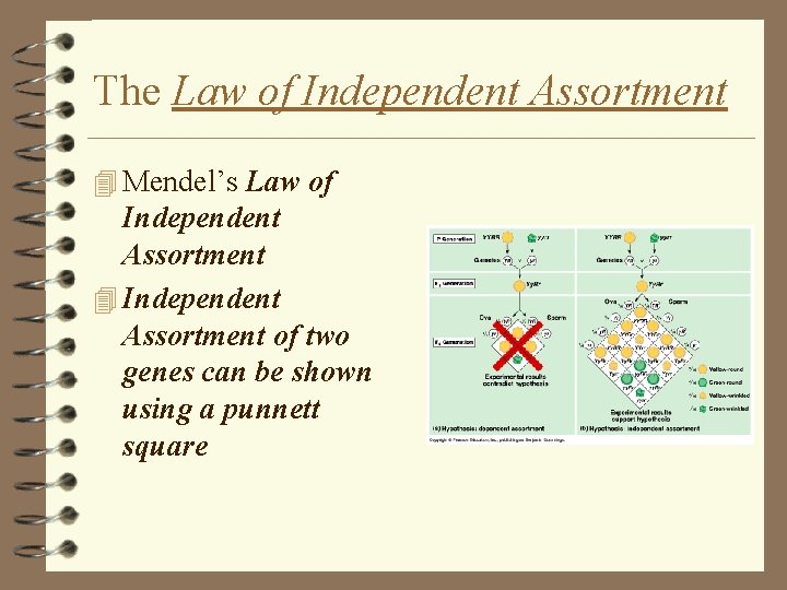 The Law of Independent Assortment 4 Mendel’s Law of Independent Assortment 4 Independent Assortment The Law of Independent Assortment 4 Mendel’s Law of Independent Assortment 4 Independent Assortment