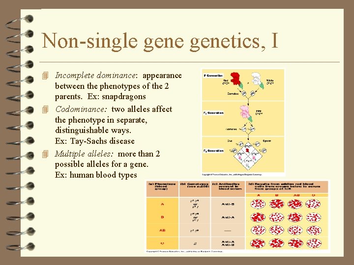 Non-single genetics, I 4 Incomplete dominance: appearance between the phenotypes of the 2 parents. Non-single genetics, I 4 Incomplete dominance: appearance between the phenotypes of the 2 parents.