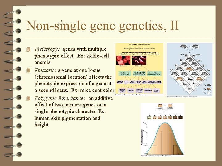 Non-single genetics, II 4 Pleiotropy: genes with multiple phenotypic effect. Ex: sickle-cell anemia 4 Non-single genetics, II 4 Pleiotropy: genes with multiple phenotypic effect. Ex: sickle-cell anemia 4