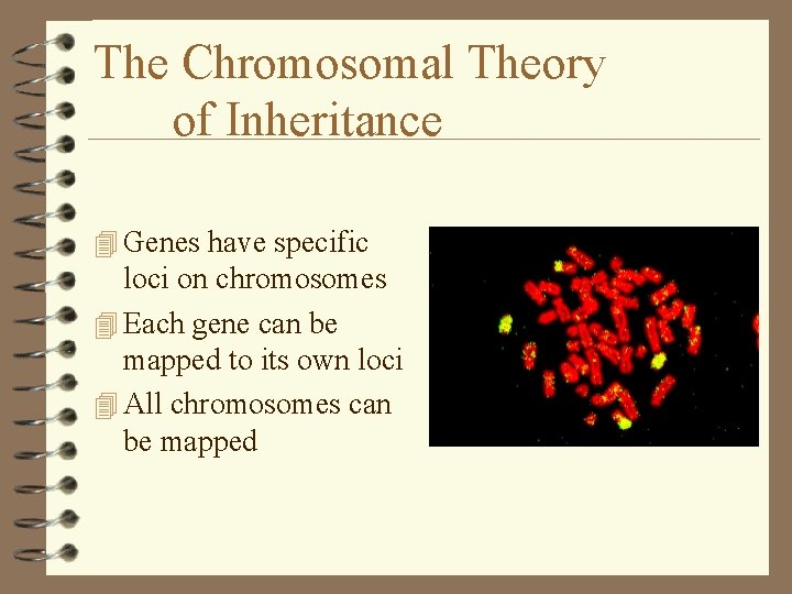 The Chromosomal Theory of Inheritance 4 Genes have specific loci on chromosomes 4 Each The Chromosomal Theory of Inheritance 4 Genes have specific loci on chromosomes 4 Each