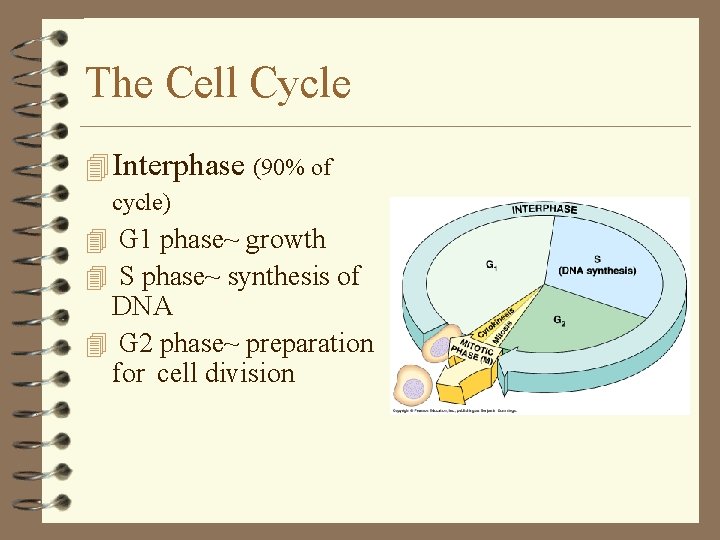 The Cell Cycle 4 Interphase (90% of cycle) 4 G 1 phase~ growth 4 The Cell Cycle 4 Interphase (90% of cycle) 4 G 1 phase~ growth 4