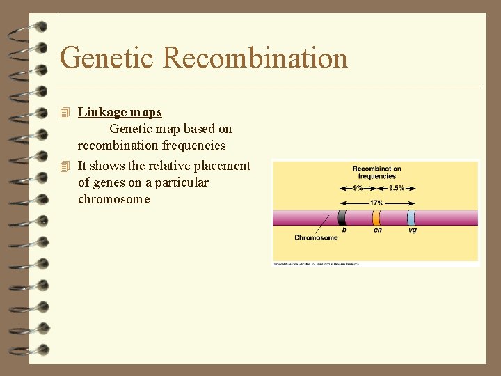 Genetic Recombination 4 Linkage maps Genetic map based on recombination frequencies 4 It shows Genetic Recombination 4 Linkage maps Genetic map based on recombination frequencies 4 It shows