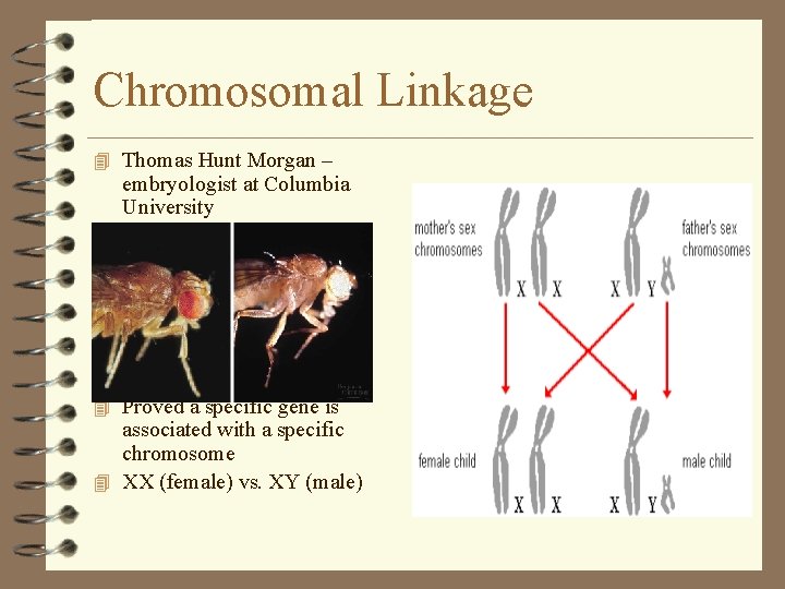 Chromosomal Linkage 4 Thomas Hunt Morgan – embryologist at Columbia University 4 Drosophilia melanogaster Chromosomal Linkage 4 Thomas Hunt Morgan – embryologist at Columbia University 4 Drosophilia melanogaster