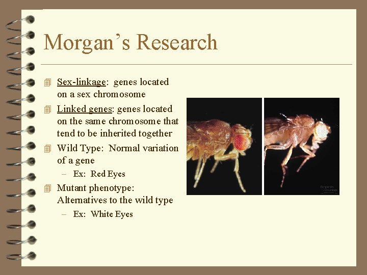 Morgan’s Research 4 Sex-linkage: genes located on a sex chromosome 4 Linked genes: genes Morgan’s Research 4 Sex-linkage: genes located on a sex chromosome 4 Linked genes: genes