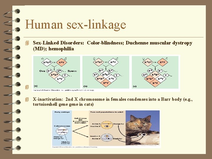 Human sex-linkage 4 Sex-Linked Disorders: Color-blindness; Duchenne muscular dystropy (MD); hemophilia 4 4 X-inactivation: Human sex-linkage 4 Sex-Linked Disorders: Color-blindness; Duchenne muscular dystropy (MD); hemophilia 4 4 X-inactivation: