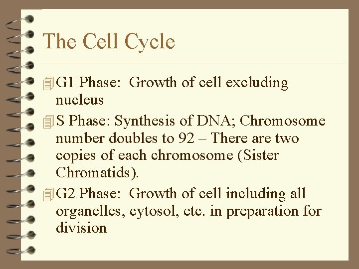The Cell Cycle 4 G 1 Phase: Growth of cell excluding nucleus 4 S The Cell Cycle 4 G 1 Phase: Growth of cell excluding nucleus 4 S