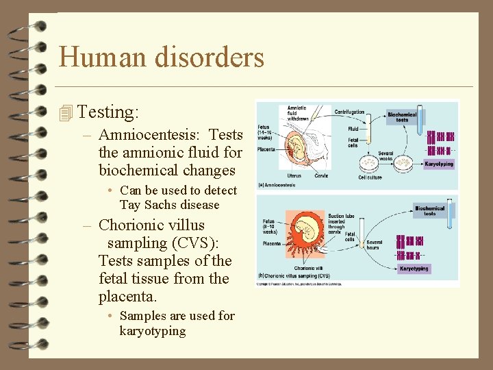 Human disorders 4 Testing: – Amniocentesis: Tests the amnionic fluid for biochemical changes • Human disorders 4 Testing: – Amniocentesis: Tests the amnionic fluid for biochemical changes •