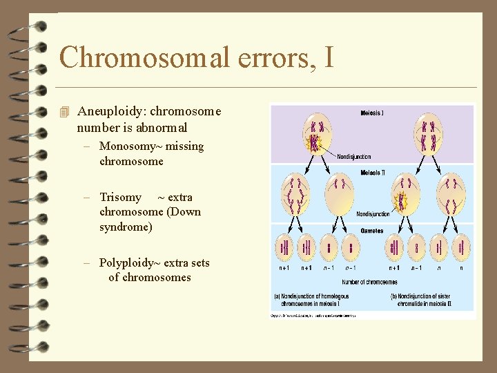 Chromosomal errors, I 4 Aneuploidy: chromosome number is abnormal – Monosomy~ missing chromosome – Chromosomal errors, I 4 Aneuploidy: chromosome number is abnormal – Monosomy~ missing chromosome –