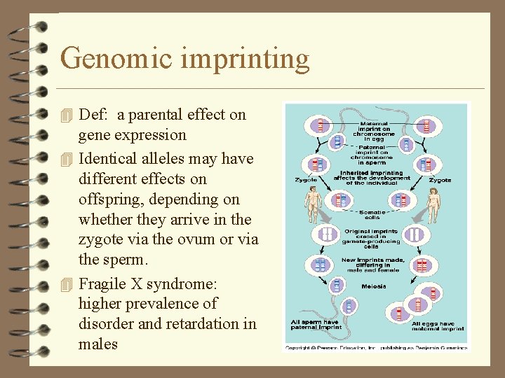 Genomic imprinting 4 Def: a parental effect on gene expression 4 Identical alleles may Genomic imprinting 4 Def: a parental effect on gene expression 4 Identical alleles may