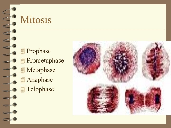 Mitosis 4 Prophase 4 Prometaphase 4 Metaphase 4 Anaphase 4 Telophase Mitosis 4 Prophase 4 Prometaphase 4 Metaphase 4 Anaphase 4 Telophase