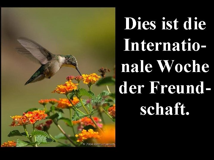 Dies ist die Internationale Woche der Freundschaft. 