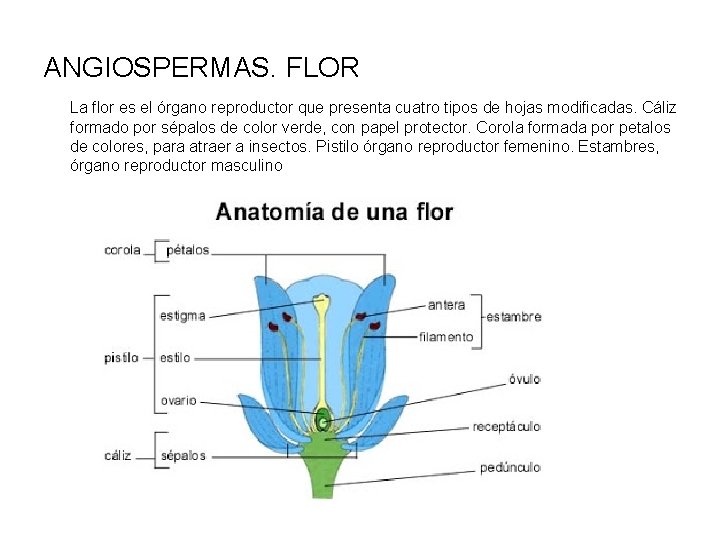 ANGIOSPERMAS. FLOR La flor es el órgano reproductor que presenta cuatro tipos de hojas