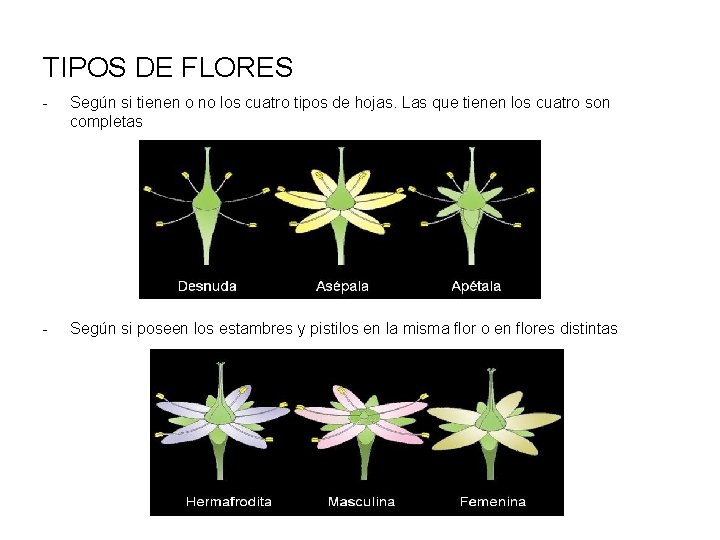 TIPOS DE FLORES - Según si tienen o no los cuatro tipos de hojas.