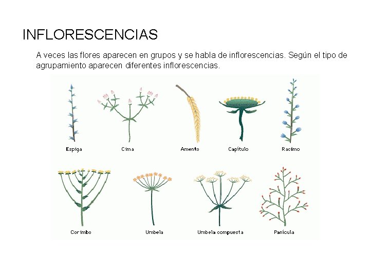 INFLORESCENCIAS A veces las flores aparecen en grupos y se habla de inflorescencias. Según