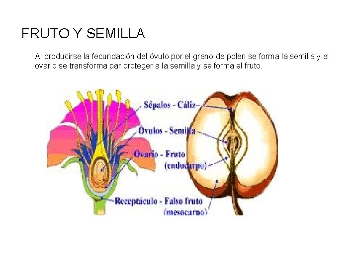 FRUTO Y SEMILLA Al producirse la fecundación del óvulo por el grano de polen
