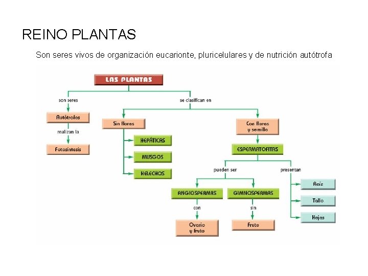 REINO PLANTAS Son seres vivos de organización eucarionte, pluricelulares y de nutrición autótrofa 