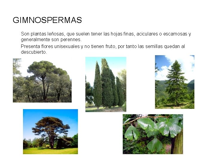 GIMNOSPERMAS Son plantas leñosas, que suelen tener las hojas finas, aciculares o escamosas y