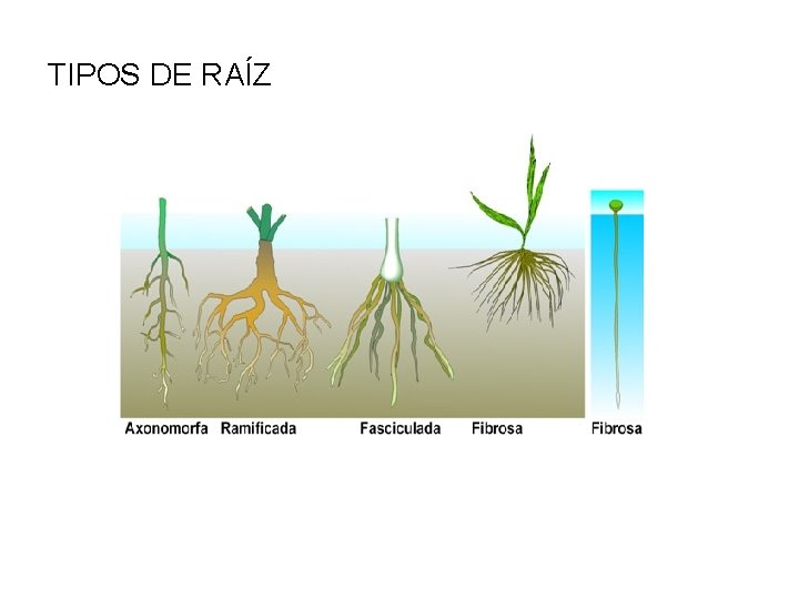 TIPOS DE RAÍZ 