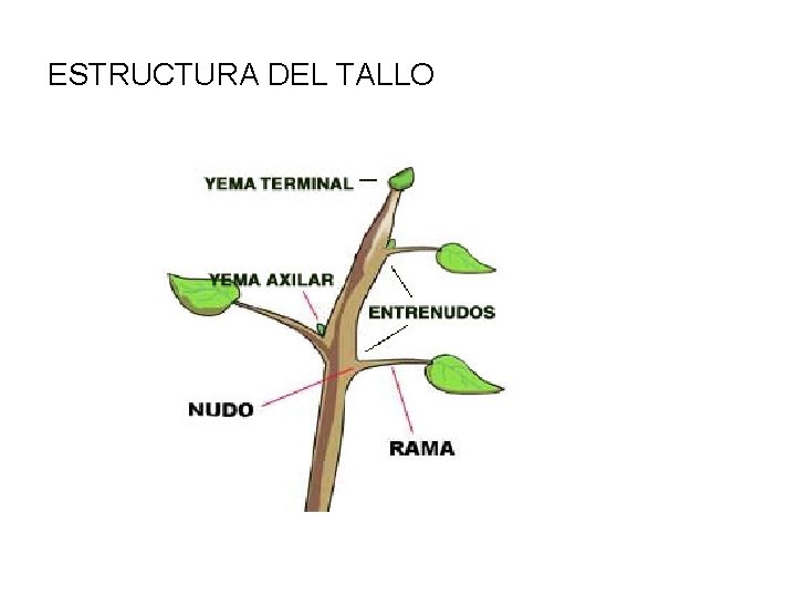 ESTRUCTURA DEL TALLO 