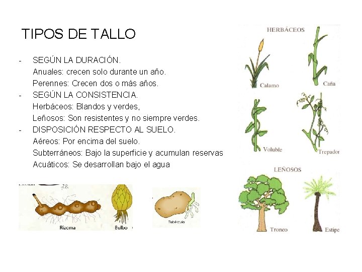 TIPOS DE TALLO - - - SEGÚN LA DURACIÓN. Anuales: crecen solo durante un