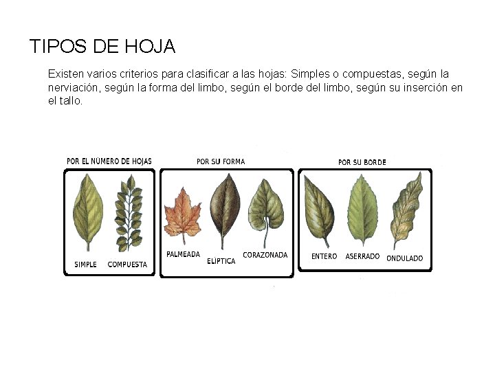 TIPOS DE HOJA Existen varios criterios para clasificar a las hojas: Simples o compuestas,