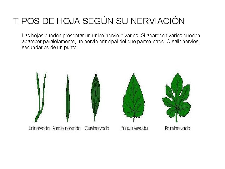 TIPOS DE HOJA SEGÚN SU NERVIACIÓN Las hojas pueden presentar un único nervio o