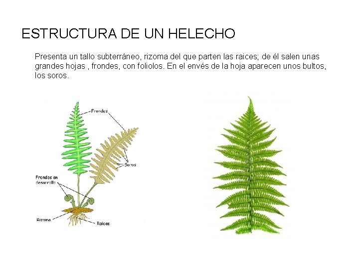 ESTRUCTURA DE UN HELECHO Presenta un tallo subterráneo, rizoma del que parten las raices;