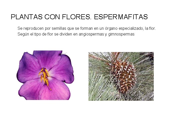 PLANTAS CON FLORES. ESPERMAFITAS Se reproducen por semillas que se forman en un órgano