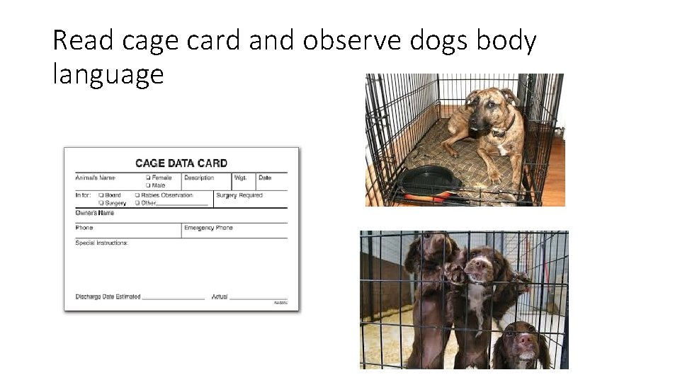 Read cage card and observe dogs body language 