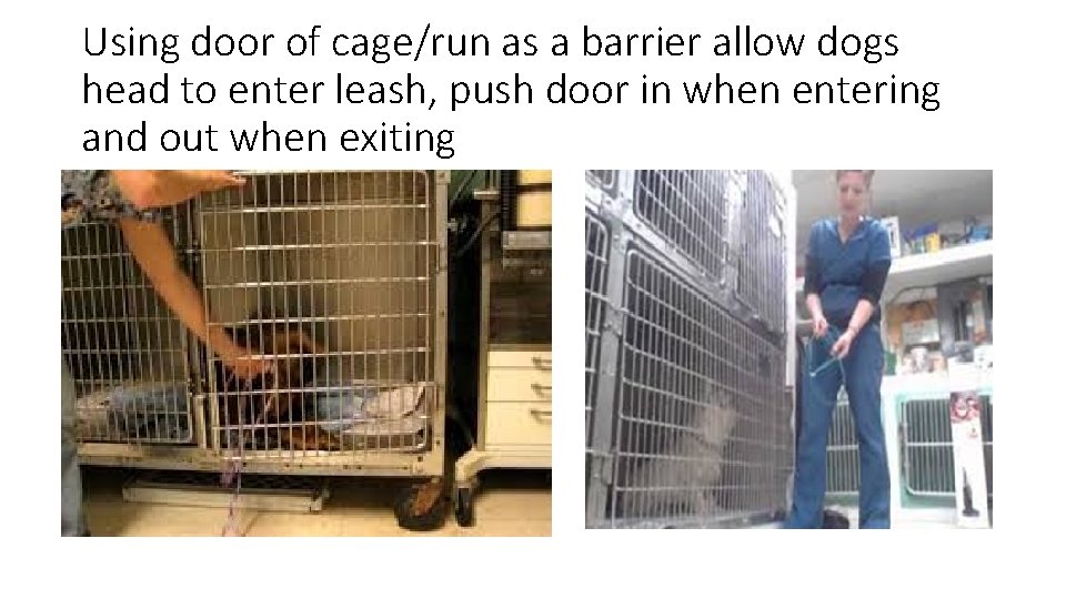 Using door of cage/run as a barrier allow dogs head to enter leash, push