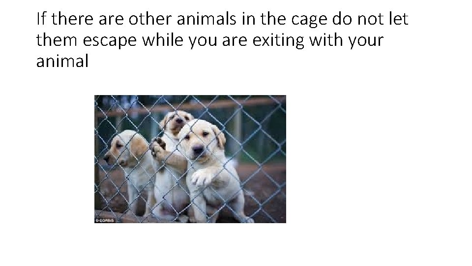 If there are other animals in the cage do not let them escape while