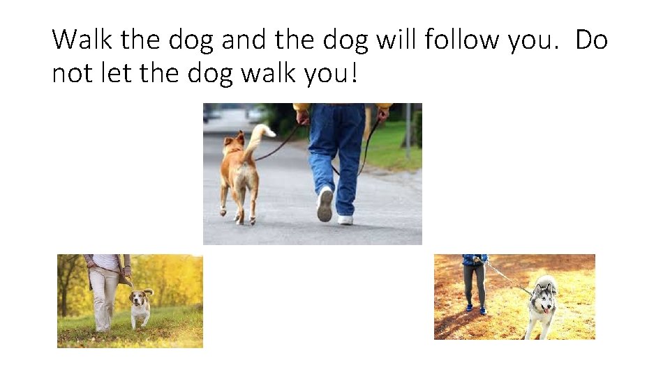 Walk the dog and the dog will follow you. Do not let the dog