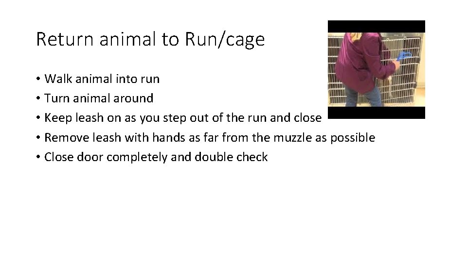 Return animal to Run/cage • Walk animal into run • Turn animal around •