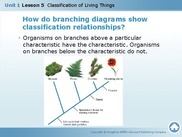 Unit 1 Lesson 5 Classification of Living Things How do branching diagrams show classification