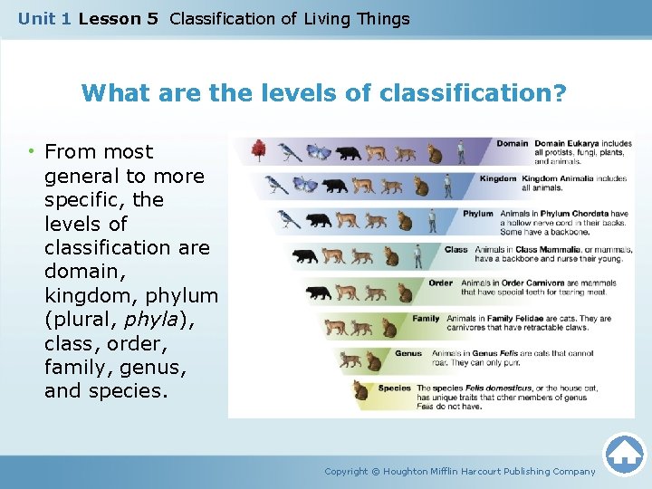 Unit 1 Lesson 5 Classification of Living Things What are the levels of classification?