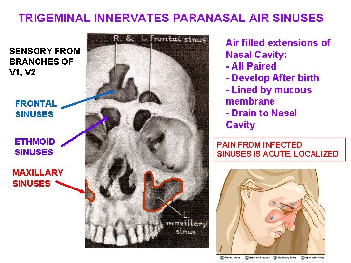 TRIGEMINAL INNERVATES PARANASAL AIR SINUSES SENSORY FROM BRANCHES OF V 1, V 2 FRONTAL