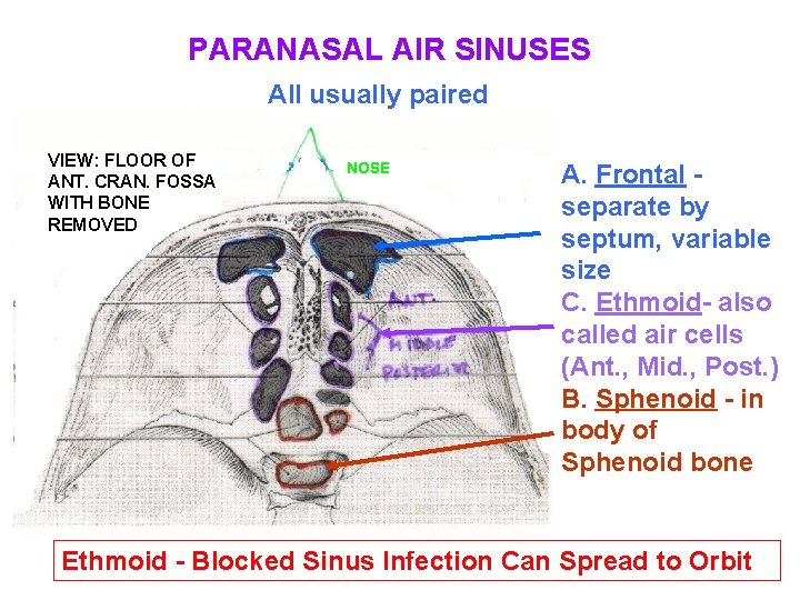 PARANASAL AIR SINUSES All usually paired VIEW: FLOOR OF ANT. CRAN. FOSSA WITH BONE