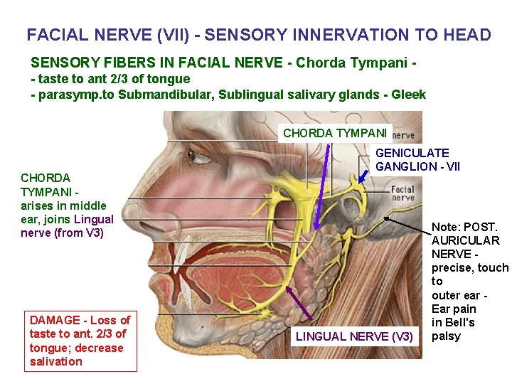 FACIAL NERVE (VII) - SENSORY INNERVATION TO HEAD SENSORY FIBERS IN FACIAL NERVE -