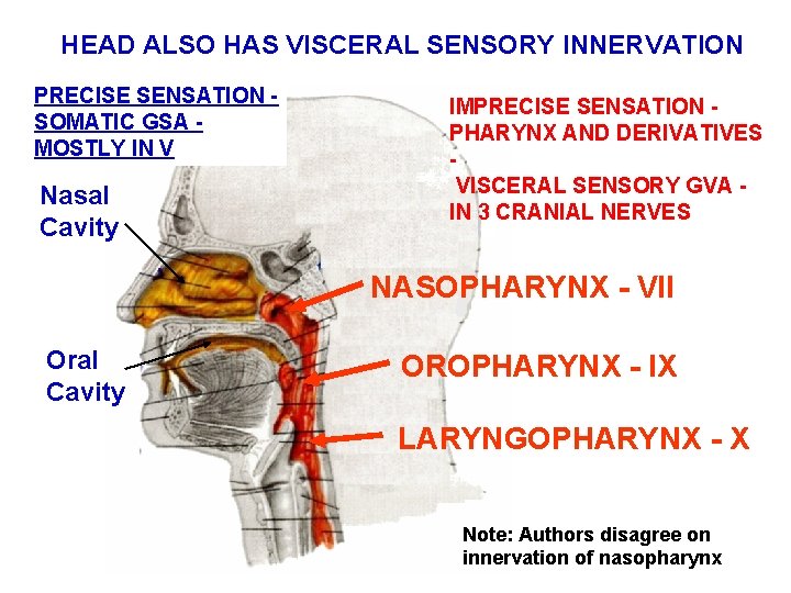 HEAD ALSO HAS VISCERAL SENSORY INNERVATION PRECISE SENSATION SOMATIC GSA MOSTLY IN V Nasal