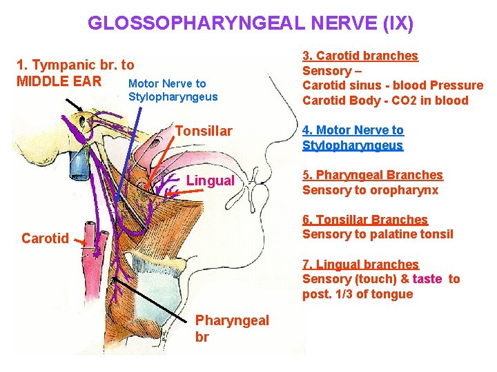 GLOSSOPHARYNGEAL NERVE (IX) 1. Tympanic br. to MIDDLE EAR Motor Nerve to Stylopharyngeus Tonsillar
