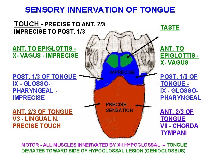 SENSORY INNERVATION OF TONGUE TOUCH - PRECISE TO ANT. 2/3 TASTE IMPRECISE TO POST.