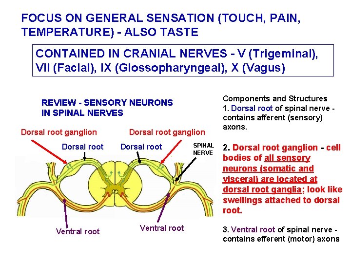 FOCUS ON GENERAL SENSATION (TOUCH, PAIN, TEMPERATURE) - ALSO TASTE CONTAINED IN CRANIAL NERVES