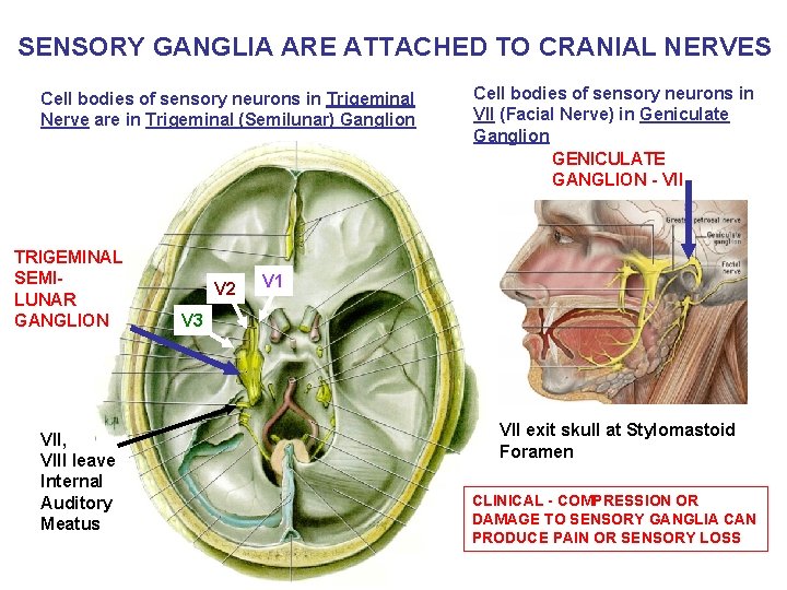 SENSORY GANGLIA ARE ATTACHED TO CRANIAL NERVES Cell bodies of sensory neurons in Trigeminal