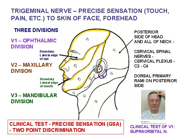 TRIGEMINAL NERVE – PRECISE SENSATION (TOUCH, PAIN, ETC. ) TO SKIN OF FACE, FOREHEAD